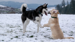 Dogs playing snow mountains shiba - their mouth free wallpaper