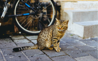 Cat bricksidewalk bike tire doorway - neoplasticism free wallpaper for desktop