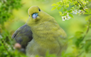 Yellow bird on branch green - chris labrooy free wallpaper for desktop