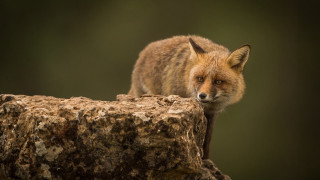 Red fox concerned portrait macro - a red fox free wallpaper