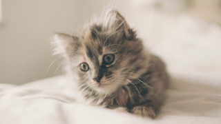 Small kitten sad look bed - dom qwek free wallpaper