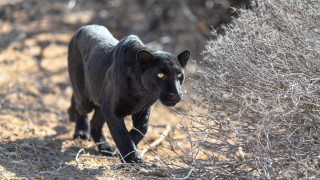 Black panther walking dry brush - bush free wallpaper