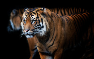 White tiger closeup black background - a white tiger free wallpaper