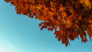 Orange leaves tree blue sky - minimalism free wallpaper