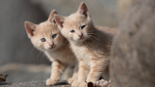 Kittens rock wall leaves blurry - one cat free wallpaper