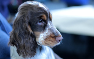 Dog white brown spot leg - on free wallpaper for desktop