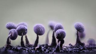 Frosty plants macro assemblage gradient - arie smit free wallpaper