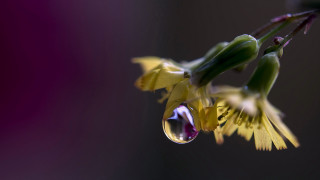 Flower water droplets purple background - petal free wallpaper