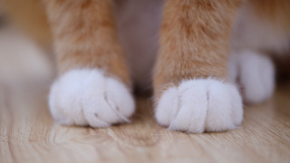Cat paws wooden floor closeup - dof free wallpaper