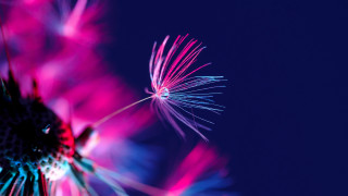 Dandelion pink blue macro fireworks 2 - a dandelion free wallpaper