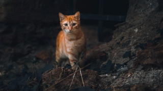 Cat rock dark serious carlos - neoism free wallpaper