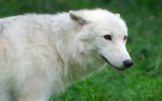 White wolf grassy field black - brown eye free wallpaper