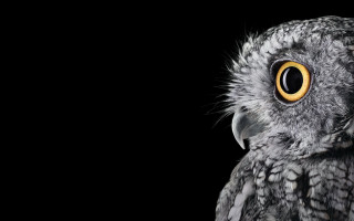 Bird eye monochrome smile open - a close up of a bird free wallpaper