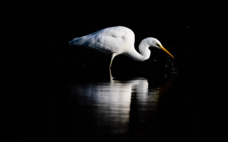 White bird water night starry - water next free wallpaper