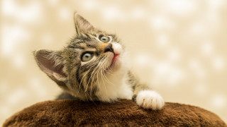 Kitten stuffed animal surprised look - stuffed free wallpaper