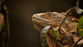Lizard closeup tree branch leaves - a close up of a lizard free wallpaper