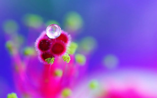 Flower bubble center blue macro - center free wallpaper