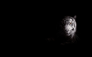 White tiger dark serious eye - anthony devas free wallpaper for desktop