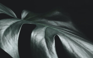 Large leaf dark background white - adobe lightroom free wallpaper