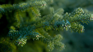 Pine needle branch christmas nature 2 - a close up of a pine tree branch free wallpaper