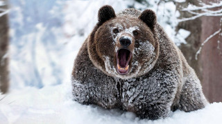 Brown bear standing snow open - a large brown bear free wallpaper