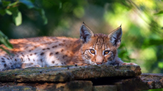 Cat rock woods camera blurry - a blurry background of trees free wallpaper