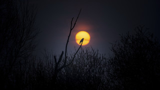 Bird sitting on branch sunset - a tree branch in front free wallpaper