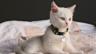 White cat collar bed banana - a collar free wallpaper