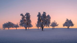 Snowy trees dusk mountain lake - grass and trees free wallpaper