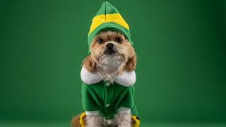 Small dog green outfit sitting - a green background behind free wallpaper