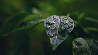Leaf water droplets green background - a leaf free wallpaper