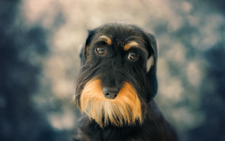 Black brown dog yellow nose - dog free wallpaper