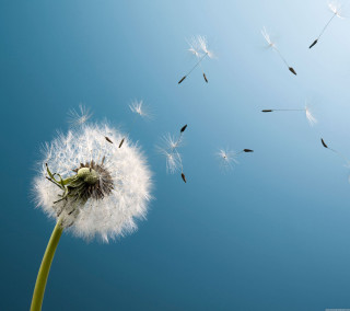 Dandelion blowing wind blue sky 7 - a blue sky background free wallpaper for tablet