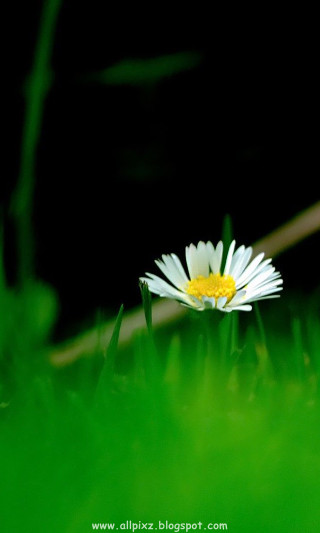 Daisy green background white yellow - claire dalby free wallpaper for mobile