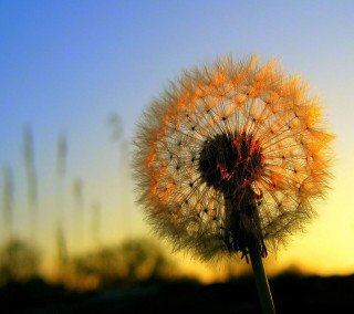 Dandelion sunset blurry background sky - the sun free wallpaper for tablet