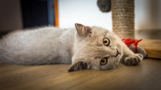 Cat scratchingpost toybird blurry photorealistic - scratching free wallpaper