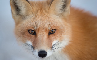 Fox face blue white black - a black nose free wallpaper