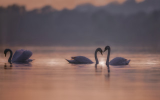 Three swans dawn beach ocean - their neck free wallpaper
