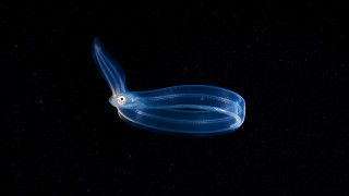 Blue squid bioluminescence rayonism starry - colin moss free wallpaper