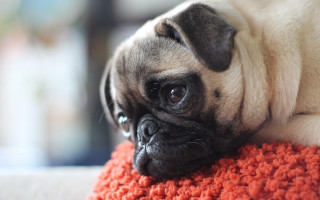 Small dog red pillow couch - a red pillow free wallpaper