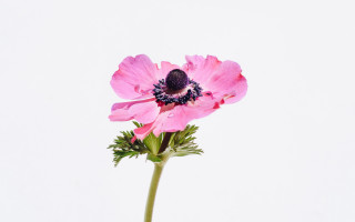 Pink flower stem photorealistic art - studio photography free wallpaper