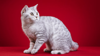 White gray cat red background 2 - a red background behind free wallpaper