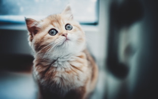 Orange kitten blue eyes window - something outside free wallpaper