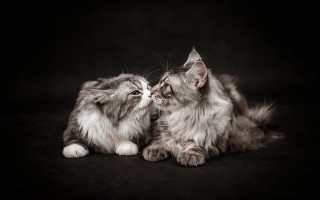 Cat kissing animal photography black - the dark room free wallpaper