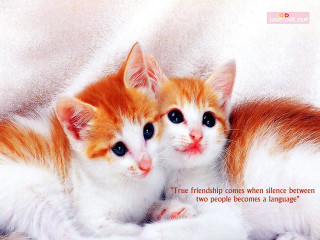 Kittens true friends come when - true free wallpaper