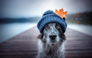 Dog hat maple leaf blue - free dogs wallpaper