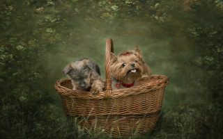 Dogs basket field trees green - two dog free wallpaper