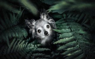 Dog peeking fern green leaves - forest free wallpaper for desktop