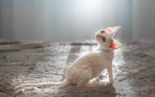 White cat bed light shining - a white cat free wallpaper