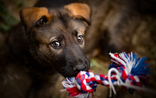 Puppy chewing toy rope shiba - toy free wallpaper